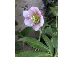 3 x HELLEBORUS OR. 'PRETTY ELLEN PINK'' in pot 9 x 9 cm - Nieskruid - Winterbloeier
