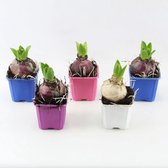 JP Plants - Hyacint in pot - gemixt - 20stuks - 7CM pot