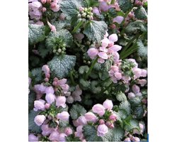 6 x Lamium maculatum 'Roseum' - DOVENETEL, GEVLEKTE DOVENETEL - pot 9 x 9 cm