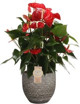 FloriaFor - Anthurium Red Champion In Mica Sierpot Carrie (donkergrijs) - - ↨ 60cm - ⌀ 18cm