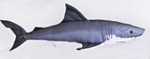 Kussen Zee - Witte Haai - Meerkleurig - Zee kussen - Groot formaat - Sierkussen - 53 cm