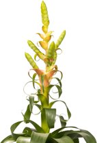 Bromelia Tillandsia 'Samantha' - Roze-geel-groen - Bloeiende kamerplant - Exotische kamerplant - ↑40-55cm - Pot Ø 12 cm