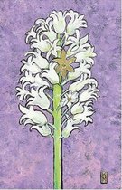 Dubbele kaart met env. Witte Hyacint 11,5x17,5cm