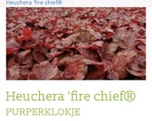 6 x Heuchera 'fire chief® - Purperklokje in pot 9 x 9 cm