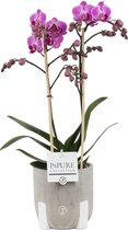 FloriaFor  - Phalaenopsis 2 Tak Lila In Pot Jade - Vers Van De Kweker - ↨ 45cm - ⌀ 12cm