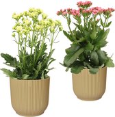 Mama's Planten - Combinatie Kalanchoë Sunny Pink En White In ELHO Vibes Fold Sierpot (botergeel) - Vers Van De Kweker - ↨ 40cm - ⌀ 16cm