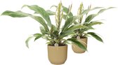 FloriaFor - Duo Anthurium 'Jungle Bush' In ELHO Vibes (botergeel) - - ↨ 45cm - ⌀ 16cm