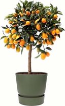 FloriaFor - Citrus Kumquat In ELHO Outdoor Sierpot Greenville Rond (groen) - - ↨ 75cm - ⌀ 25cm