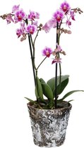 FloriaFor  - Pixie Met Wooden Pot - Vers Van De Kweker - ↨ 45cm - ⌀ 12cm