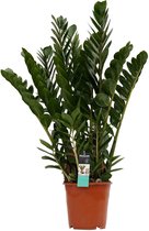 FloriaFor - Kentia Palm In ELHO Sierpot Vibes Fold (zijdewit) - - ↨ 100cm - ⌀ 22cm