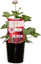 Aardbeienplant - Roman