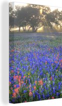 Canvas Schilderij Zonlicht op een veld met Texas Bluebonnet bloemen - 80x120 cm - Wanddecoratie