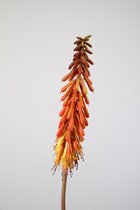 Kunstbloem - Kniphofia - topkwaliteit decoratie - 2 stuks - zijden bloem - oranje - 79 cm hoog