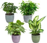 FloriaFor - Combibox Kamerplanten In Bergamo Keramiek - - ↨ 25cm - ⌀ 12cm