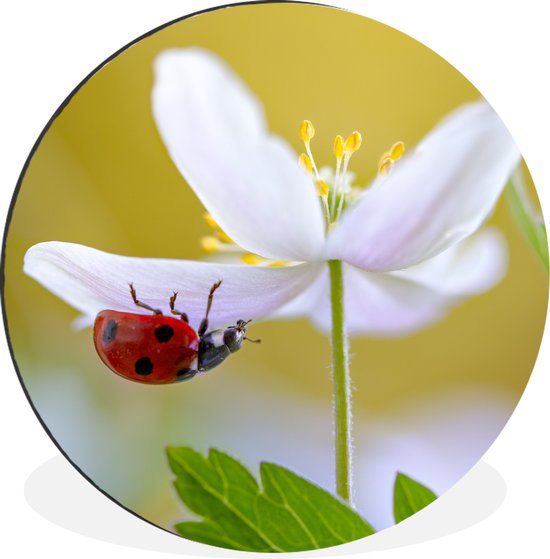 WallCircle - Wandcirkel - Muurcirkel - Bloem - Insect - Lente - Aluminium - Dibond - ⌀ 60 cm - Binnen en Buiten