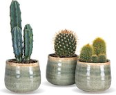 Cactus Mix in Keramieken Potjes - 3 stuks - Ø7cm - ↕ 10-20cm - Makkelijke kamerplant - Mint Sierpot - Landelijk Interieur - Plants by Jens