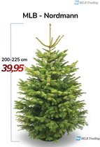 MLB Nordmann Kerstboom 200-225cm