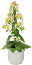 Kalanchoë 'Magic Bells' in ELHO Vibes Fold sierpot (zijdewit) ↨ 65cm - planten - binnenplanten - buitenplanten - tuinplanten - potplanten - hangplanten - plantenbak - bomen - plantenspuit