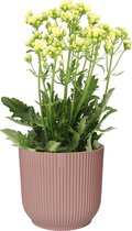 Kalanchoë Sunny White in ELHO Vibes Fold sierpot (delicaat roze) ↨ 40cm - planten - binnenplanten - buitenplanten - tuinplanten - potplanten - hangplanten - plantenbak - bomen - plantenspuit