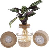 Ctenanthe in Bolglas met klikkurk en LED verlichting ↨ 25cm - planten - binnenplanten - buitenplanten - tuinplanten - potplanten - hangplanten - plantenbak - bomen - plantenspuit