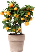 Citrus Calamondin in pot Verona ↨ 45cm - hoge kwaliteit planten