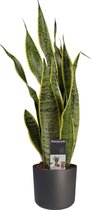 Sansevieria Laurentii XL met Elho B.for soft antracite ↨ 55cm - hoge kwaliteit planten