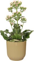 Kalanchoë Femini (Roze) in ELHO Vibes Fold sierpot (botergeel) ↨ 50cm - planten - binnenplanten - buitenplanten - tuinplanten - potplanten - hangplanten - plantenbak - bomen - plantenspuit