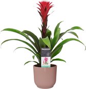 Decorum Guzmania Hope in ELHO ® Vibes Fold Rond (delicaat roze) ↨ 45cm - planten - binnenplanten - buitenplanten - tuinplanten - potplanten - hangplanten - plantenbak - bomen - pla