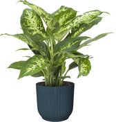 Dieffenbachia in ELHO Vibes Fold sierpot (diepblauw) ↨ 35cm - hoge kwaliteit planten