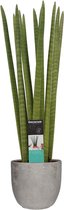 Sansevieria Cylindrica straight in Mica sierpot Jimmy (lichtgrijs) ↨ 70cm - hoge kwaliteit planten