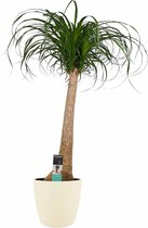 Beaucarnea Recht met Elho brussels soap ↨ 90cm - hoge kwaliteit planten