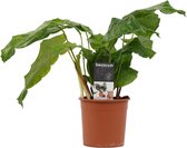 Calathea Network ↨ 45cm - hoge kwaliteit planten