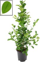 Ficus microcarpa moclame ↨ 105cm - planten - binnenplanten - buitenplanten - tuinplanten - potplanten - hangplanten - plantenbak - bomen - plantenspuit