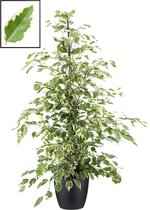 Ficus benjamina 'Twilight' in ELHO Brussels Round (zwart) ↨ 105cm - planten - binnenplanten - buitenplanten - tuinplanten - potplanten - hangplanten - plantenbak - bomen - plantenspuit