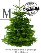 Echte Kerstboom - Nordmann - ACTIE - Premium Quality - 160 - 175cm