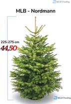 MLB Nordmann Kerstboom 225-275cm