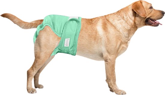 Foto: Loopsheidbroekje hond groen maat xl voor grote honden herbruikbaar hondenbroekje hondenluier loopsheid ongesteldheid voorkomt ongewenste zwangerschappen bij teefjes milieuvriendelijk verantwoord perfecte pasvorm