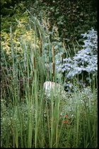 Kleine lisdodde (Typha angustifolia) - Vijverplant - 3 losse planten - Om zelf op te potten - Vijverplanten webshop