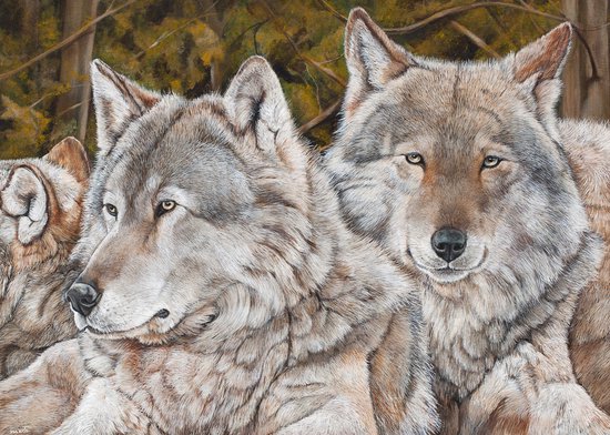 Wolf - Kunst - Marco der Kinderen - Canvas - 40 x 30 cm