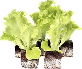 Sla - Groene krulsla - Lollo Verto planten - 10 planten - groenteplanten - in blokken van 4x4cm