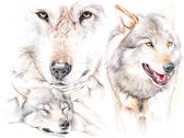 Wolf 3 - Kunst - Marco der Kinderen - Poster - 40 x 30 cm