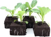 Bloemkool - Winterbloemkool - 10 planten - bloemkoolplantjes voor in je moestuin