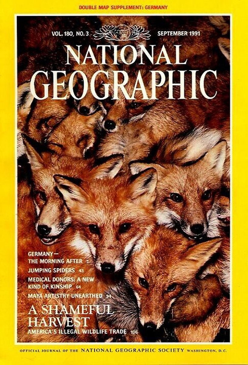 NATIONAL GEOGRAPHIC SEPTEMBER 1991 EDITIE ENGELS TIJDSCHRIFT (A SHAMEFUL HARVAST)