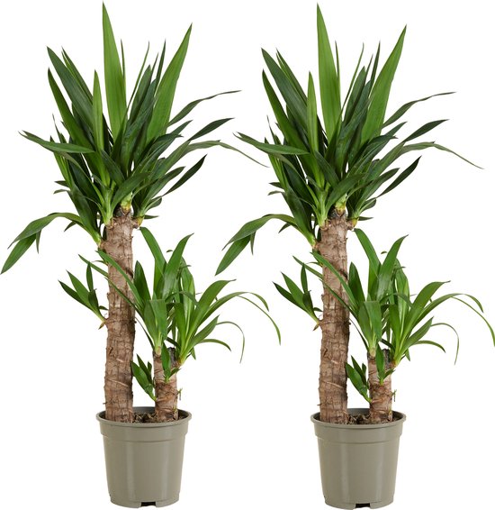 Bloomique - Set van 2 - Yucca Elephantipes - Palmlelie - Kamerplanten - Luchtzuiverend - Gemakkelijk in onderhoud - Hoogte 60-70 cm - Pot 17 cm