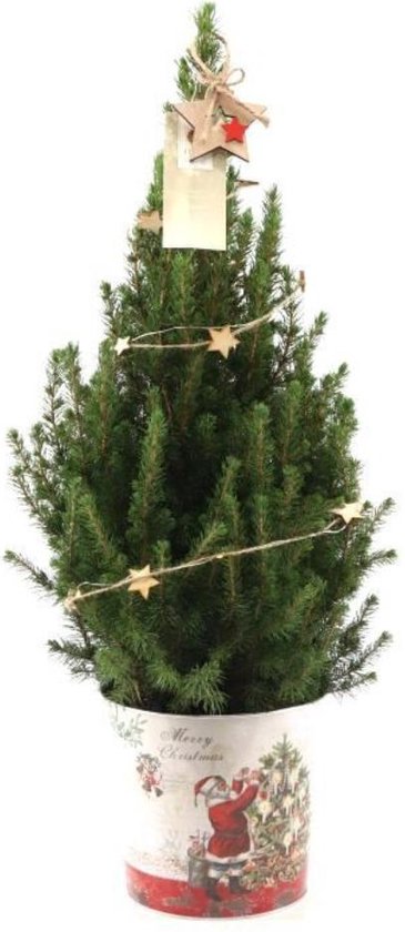 Trendyplants - Kerstboom in sierpot inclusief verlichting - Picea glauca Conica - Winterhard - Hoogte 60-80 cm - Potmaat Ø19cm