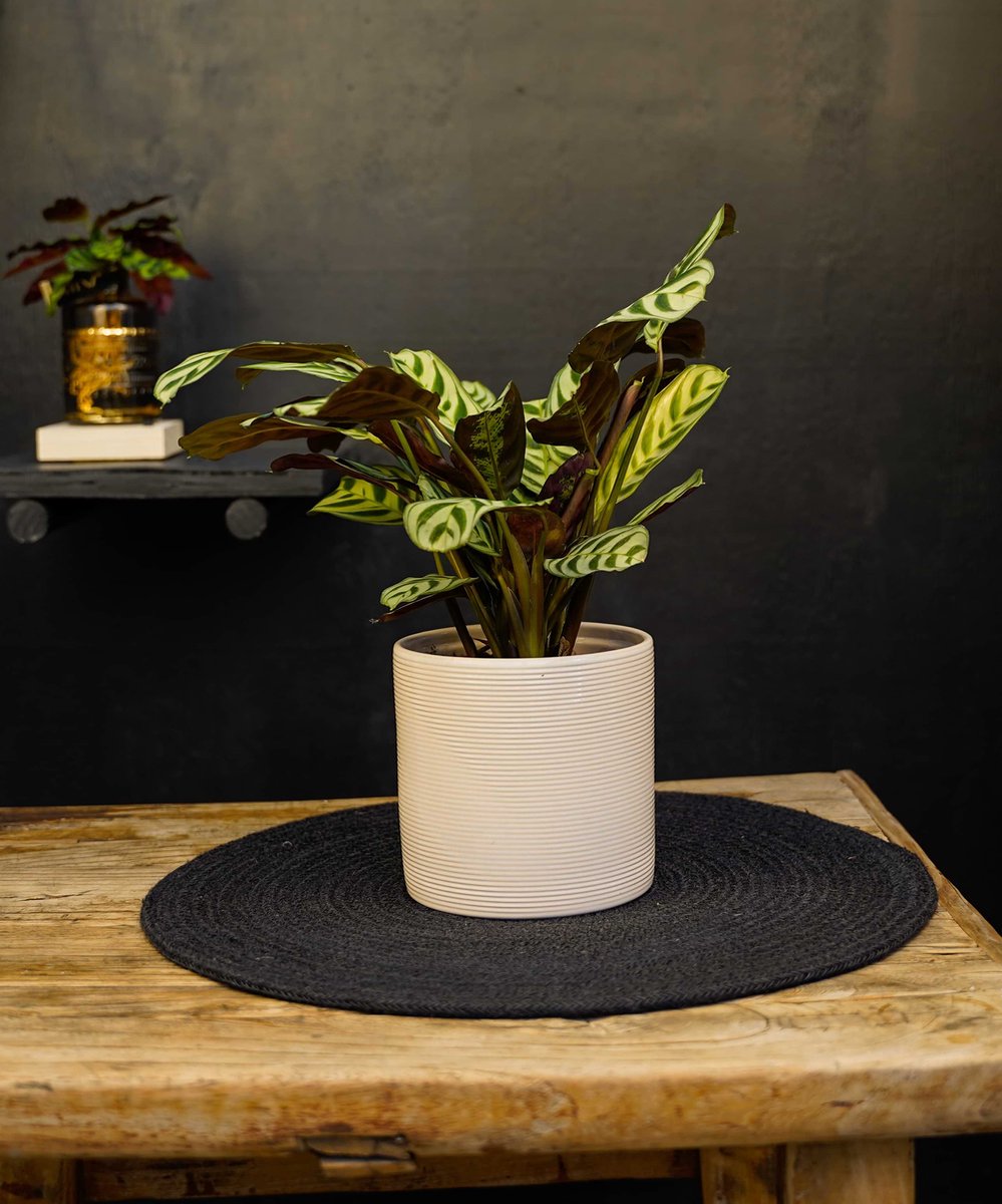 Calathea | Ctenanthe Burle Marxii | 35cm | met Off White keramieken pot