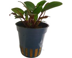 Moerings Cryptocoryne beckettii | Waterkelk | in 5cm pot