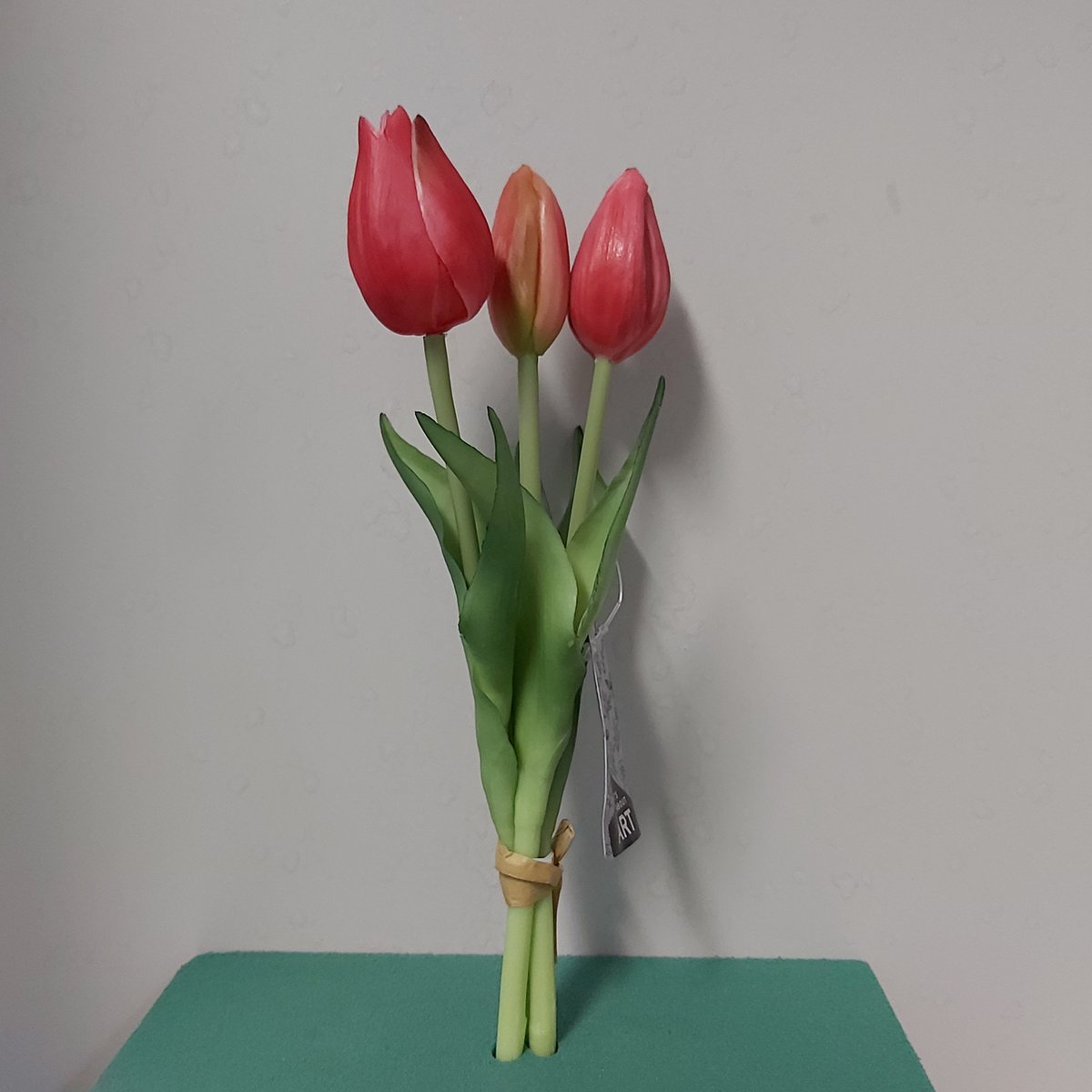 Nova Nature Holland tulp bundel Sally x3 25cm rood