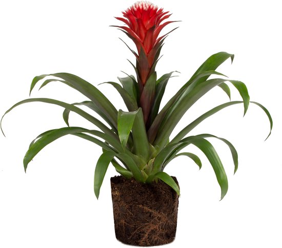10 kamerplanten voor in de schaduw 7 Guzmania Bromelia