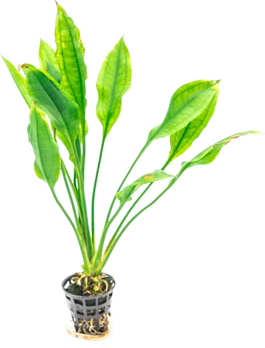 Aquaflora Echinodorus Amazonicus | Zwaardplant | in 5 cm pot